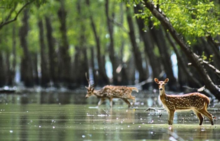 Sundarban